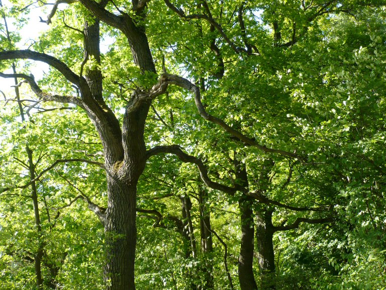Bäume am Donauhochufer zw. Matting u. Oberndorf